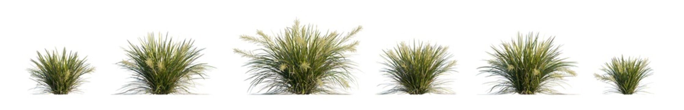 lomandra hystrix 'Katie Belles' (katie belles lomandra, dwarf mat rush) isolated PNG on a transparent background premium nature cutout