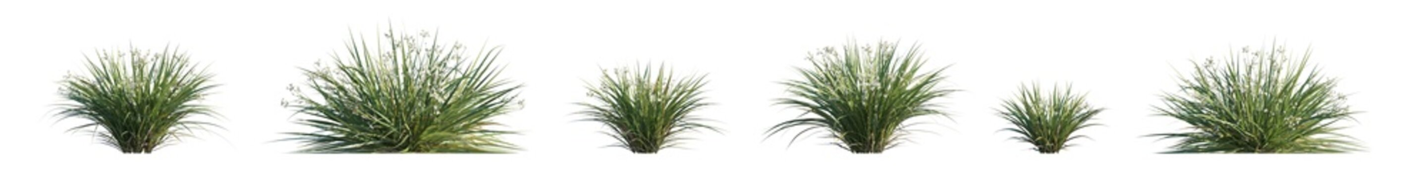 libertia paniculata (branched libertia, panicled libertia) isolated PNG on a transparent background premium nature cutout