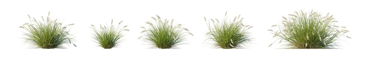 Naklejka na ściany i meble pennisetum alopecuroides 'pennstripe' (pennstripe fountain grass, variegated fountain grass) isolated PNG on a transparent background premium nature cutout