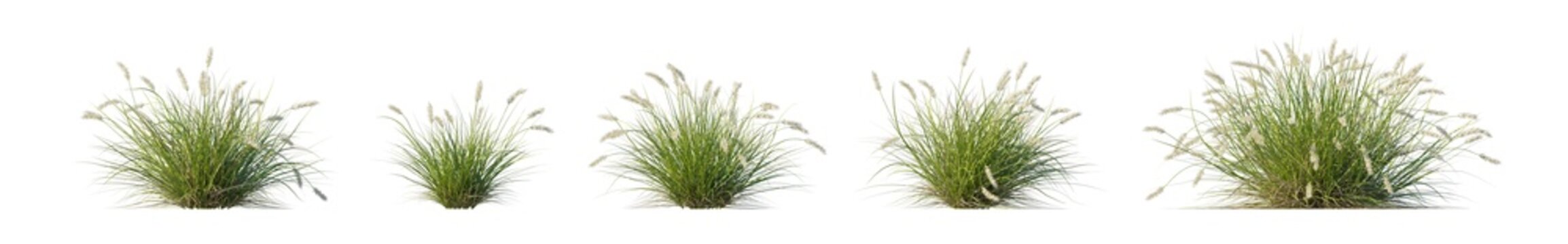 pennisetum alopecuroides 'pennstripe' (pennstripe fountain grass, variegated fountain grass) isolated PNG on a transparent background premium nature cutout