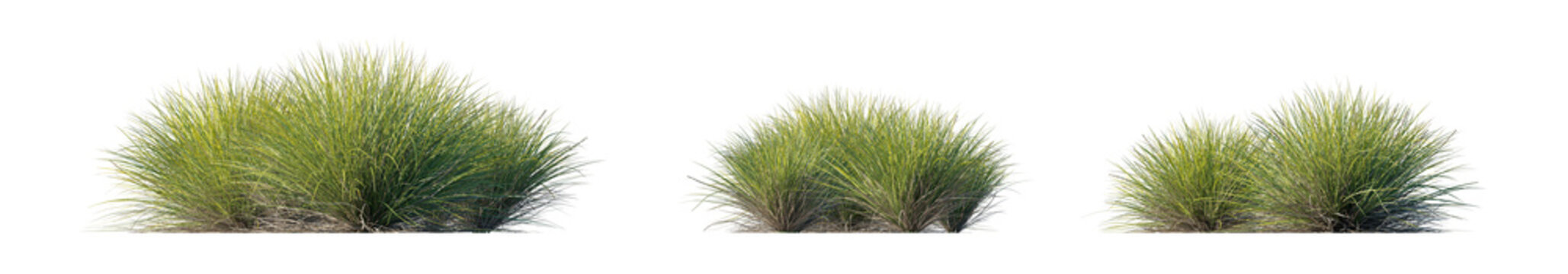 lomandra confertifolia 'little con' (little con lomandra, dwarf mat rush) isolated PNG on a transparent background premium nature cutout
