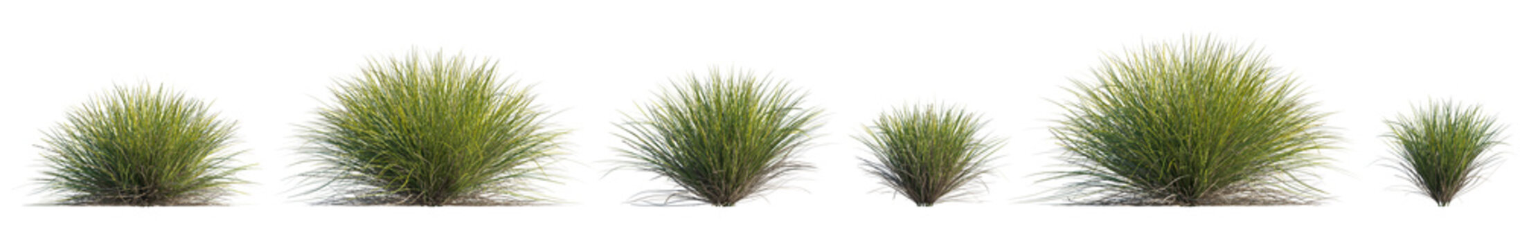 lomandra confertifolia 'little con' (little con lomandra, dwarf mat rush) isolated PNG on a transparent background premium nature cutout