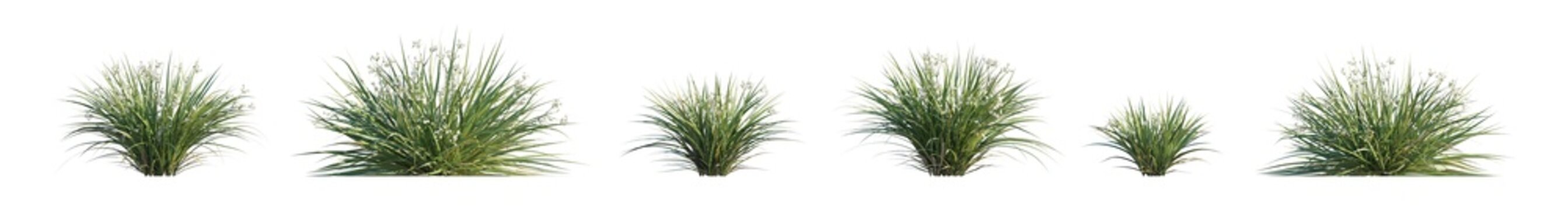 libertia paniculata (branched libertia, panicled libertia) isolated PNG on a transparent background premium nature cutout