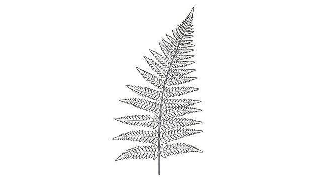 A delicate fern frond is drawn in black ink on a white background. The fern&rsquo;s intricate, feathery leaves create a detailed and elegant design.