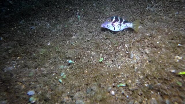 Close handheld underwater night footage of a black saddled toby moving across sandy seabed and sparse reef growth at Looc Beach, Surigao, Philippines.