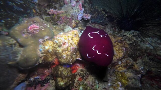 Close handheld underwater night footage of Forsskal's pleurobranch crawling over coral reef growth at Looc Beach, Surigao, Philippines.