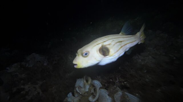 Close handheld underwater night footage of a narrow lined puffer swimming above shell-covered seabed at Looc Beach, Surigao, Philippines.