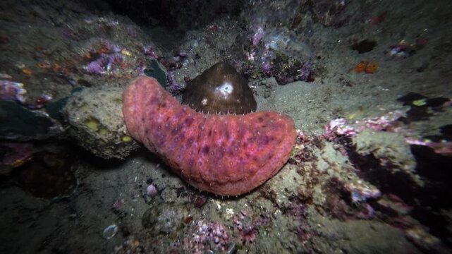 Close handheld underwater night footage of a pinkfish sea cucumber resting on sandy coral rubble and reef substrate in Surigao City, Philippines.