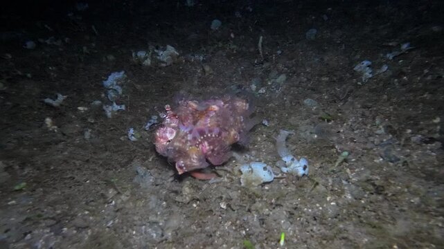 Close handheld underwater night footage of a jeweled anemone hermit crab moving across sandy seabed and shell fragments at Looc Beach, Surigao, Philippines.