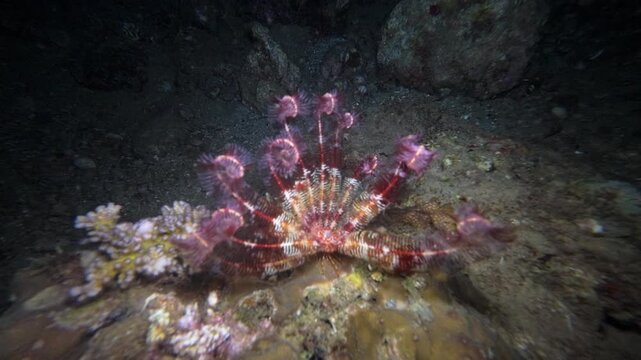 handheld underwater night footage of a feather star perched on reef substrate with curled arms extended at Looc Beach, Surigao, Philippines.