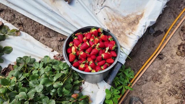Close-up reveal of a bucket full of ripe red strawberries, transitioning to a wide view of the industrial greenhouse cultivation rows.
