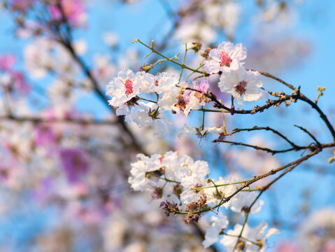 Artistic soft pink purple lagerstroemia flowers against cyan blue sky creating dreamy romantic spring blossom scene