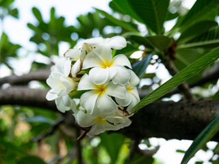 Fototapeta premium White Plumeria Frangipani flowers blooming on tree branch with blurred green leaves background