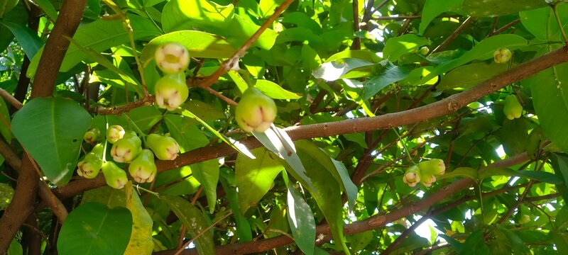 Ripe Red Water Apple or Jambu Air Fruit Ready for Harvest