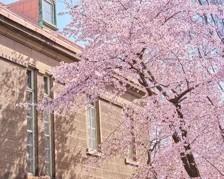 レトロな石造りの建物と満開のエゾヤマザクラ Retro stone building and full bloom Ezo Yamazakura cherry blossoms