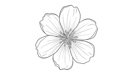 Obraz premium Detailed line drawing of a single cherry blossom flower showcases delicate petals and intricate stamen in a clean botanical illustration style.