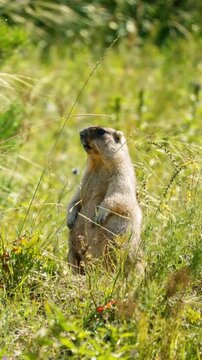 Bobak marmot standing on its hind legs in a grassy field on a sunny summer day, looking around and watching for danger in its natural habitat before calling out to warn other animals