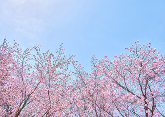 青空と満開のエゾヤマザクラ Full bloom Ezo Yamazakura cherry blossoms against blue sky © FRAGMENTSOFHOKKAIDO