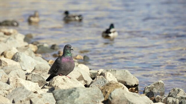 Curious feral pigeon with shimmering green and purple neck feathers standing on a rocky shore while observing ducks swimming in the water during a sunny day in a natural park habitat