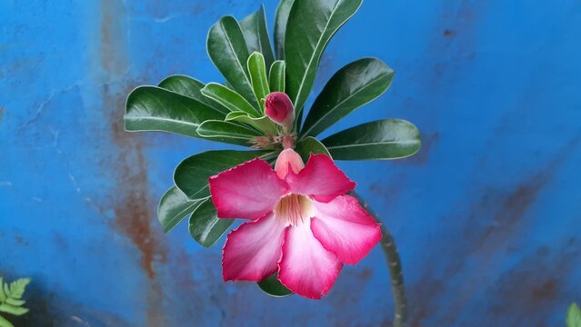 Kamboja jepang (Adenium obesum) or desert rose flowers in the garden. Other names for the flower include Sabi star, kudu, mock azalea, and impala lily.