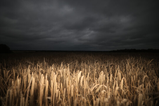 grain field, agriculture, night, evening view, unharvested autumn harvest