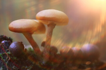 Fototapeta premium Small inedible mushrooms in the forest, macro photo of nature