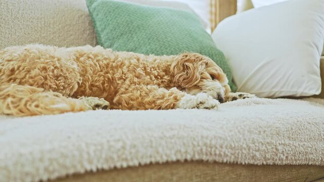 A small dog lies down on a couch. It has curly fur and is resting by a soft pillow and a green cushion. Sunlight comes through a window, creating a warm atmosphere in the room.