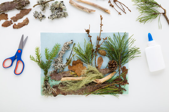 Glued different forest elements on paper on light gray table background. Making composition from nature parts. Little child handcraft. Closeup. Flat lay. Top down view.