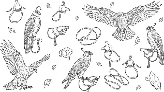Hand drawn falconry birds and equipment set featuring hawks, bells and leather gear illustrated in detailed line art style for traditional hunting design