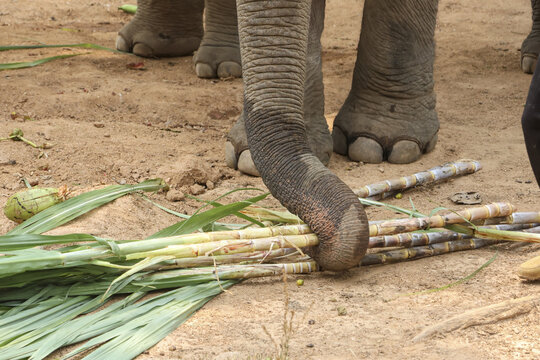 Close up of calm elephant trunk feeding on green grass and sugarcane in nature wildlife environment. gentle animal grabs food from dirt ground feeling peaceful and hungry during daytime