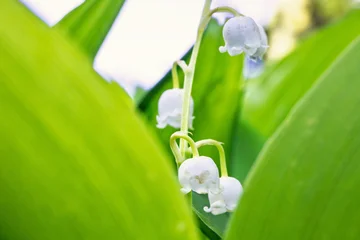 Close up at beautiful Lily of the valley flowers © Lars Johansson