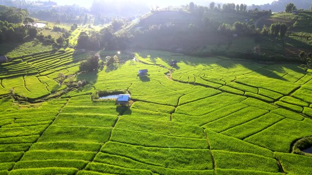 Witness the stunning rice terraces of Chiang Mai, Thailand bathed in the warm glow of a golden sunrise. This picturesque landscape captures the beauty of nature and agriculture.