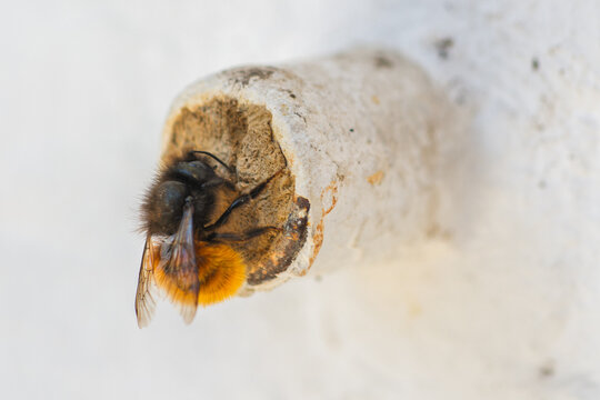 Abeille ma&ccedil;onne (Osmia) scellant son nid avec de la boue dans un nichoir.