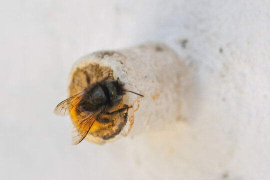 Abeille ma&ccedil;onne (Osmia) scellant son nid avec de la boue dans un nichoir.