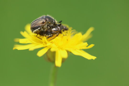 Hairy rose beetles (Most likely Tropinota hirta) mating on yellow wildflower in natural green background	
