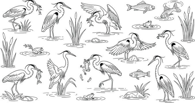 Hand drawn herons fishing in wetland scene with reeds, fish and water illustrated in detailed line art style for wildlife and nature design