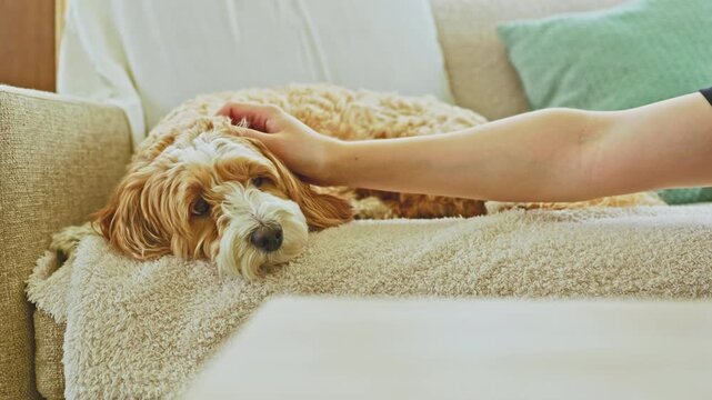 A Toy Poodle and Havanese mix relaxes on a soft blanket on a couch. A person extends an arm to softly pet the dog's head. Sunlight comes through the window in a warm afternoon scene.