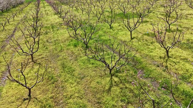 Bare trees stand in rows on a farm in springtime. Green grass and small wildflowers grow between the trees. The sun shines brightly in the clear sky.