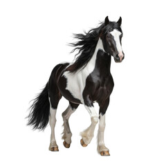 Naklejka premium majestic piebald gypsy vanner stallion mid-trot, powerful and muscular, thick flowing mane, feathered hooves, seamless transparent studio background, concept of equine dynamism