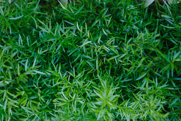 Fototapeta premium Asparagus fern leaves growing dense in garden