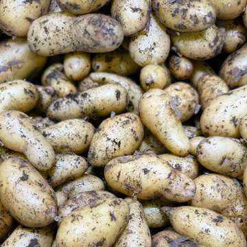 Seamless Fresh Small Spring Potatoes Pattern Texture: Raw New Potatoes with Soil and Dirt
