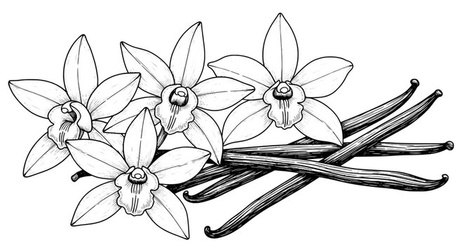 Vanilla flowers and pods illustrated with delicate line art and intricate details featuring illustration, botanical, plant with nature and drawing