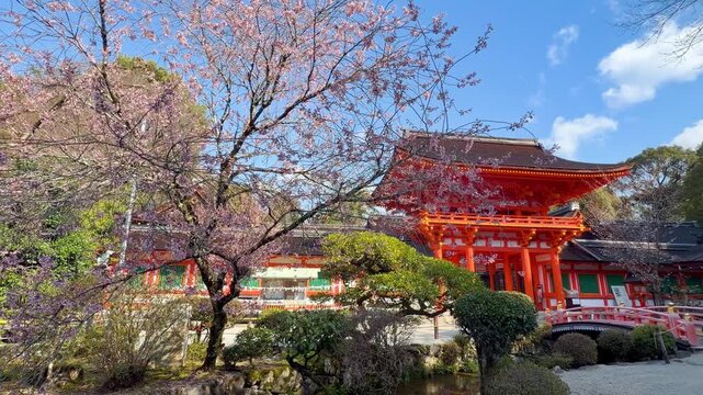 京都 上賀茂神社 桜満開 世界遺産の美しい春景色と日本の伝統文化風景動画