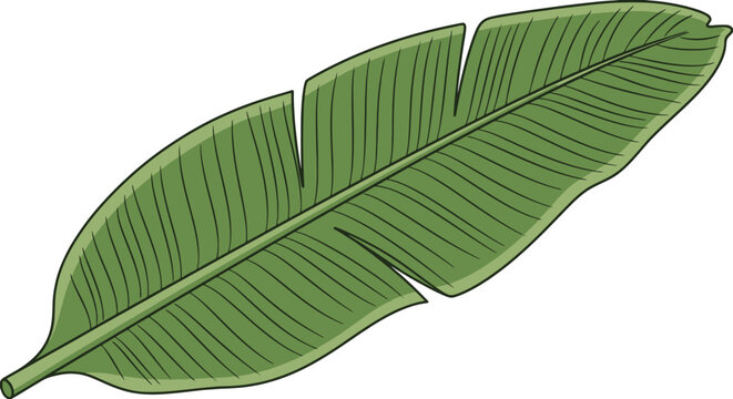 Illustration of a vibrant green banana leaf with prominent venation and textured edges in a detailed botanical style drawing against white