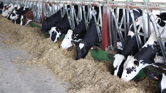Herd of cows feeding hay on modern dairy farm close up