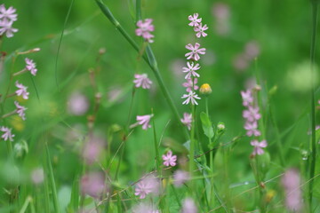 Obraz premium Close up of pink Mediterranean Catchfly (Silene colorata) wildflowers blooming in a green spring meadow