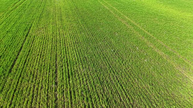 A large green field stretches across the land, with rows forming patterns from farming activities. The sunlight brightens the scene as plants grow in neat lines.