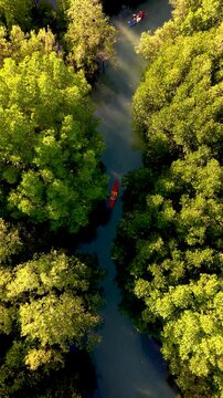 Kayaking through lush green mangroves in Koh Phayam, Thailand offers a peaceful journey amidst nature. The vibrant landscape invites travelers to discover scenic waterways and tranquil surroundings.