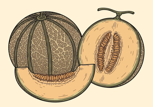 Vintage Hand-Drawn Cantaloupe Illustration Featuring Whole Fruit, Half Section with Seeds, and a Slice. Retro Botanical Muskmelon Engraving Style on Beige Background.