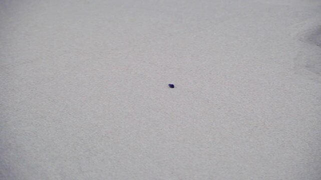Lone Pebble Marks Calm Sandy Trail Path. Silent Steps Resonate Across Still Desert And Secluded Coastlines. Quiet Footsteps Reverberate Through Calm Arid Wilderness And Deserted Shoreline Areas